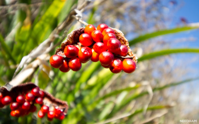 berries at poltesco valley cornwall